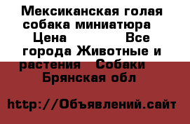 Мексиканская голая собака миниатюра › Цена ­ 53 000 - Все города Животные и растения » Собаки   . Брянская обл.